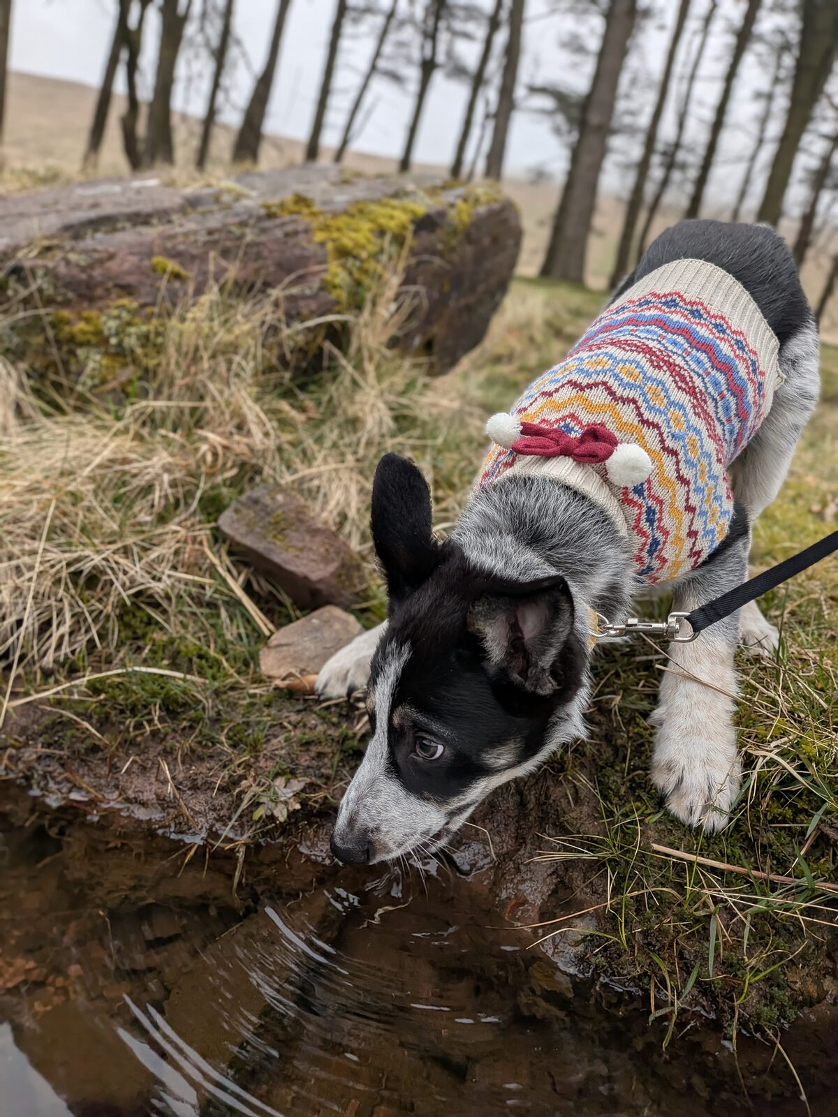 River drinking from a stream on a woodland walk
