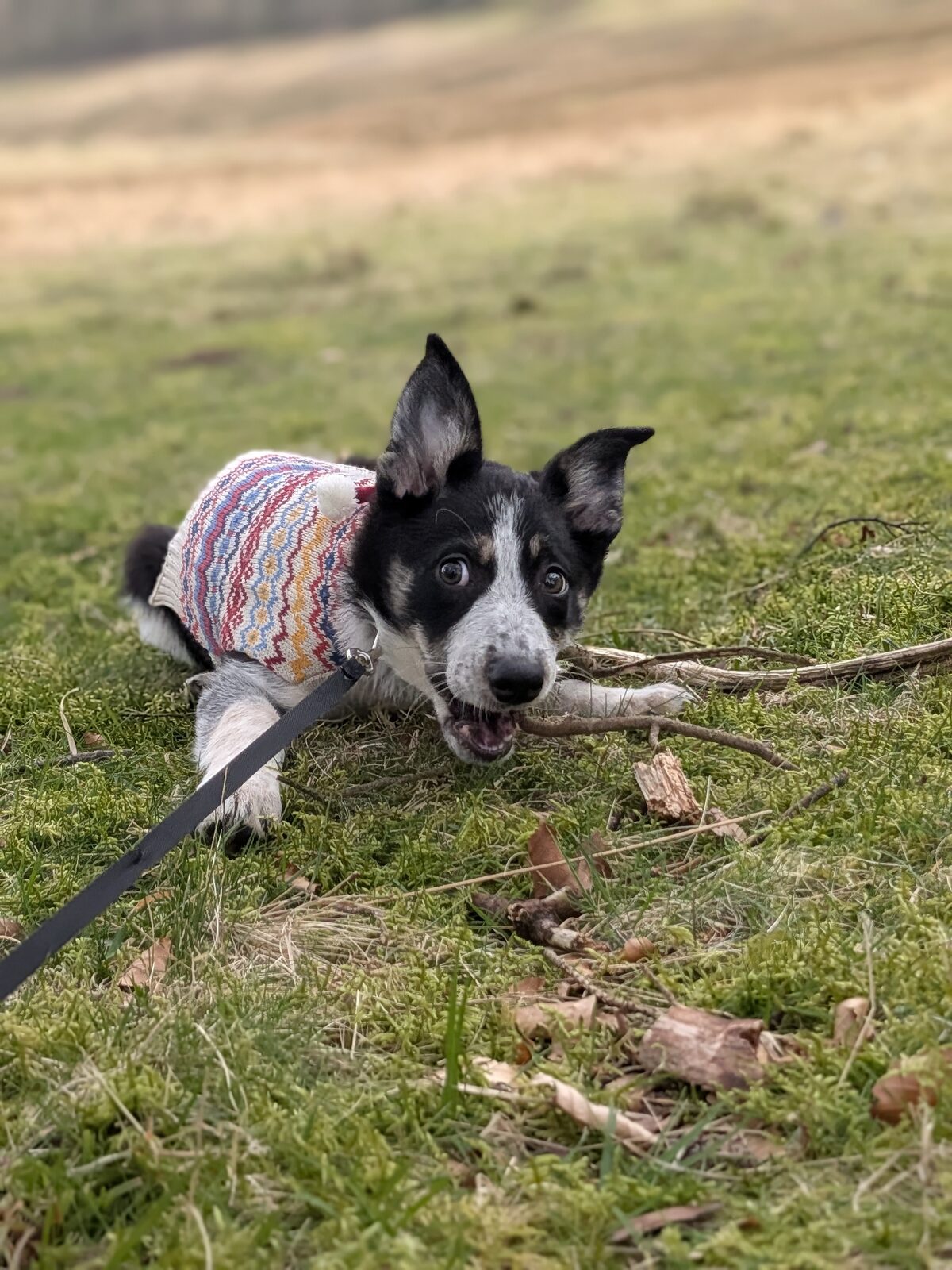 River chewing a stick on mossy grass