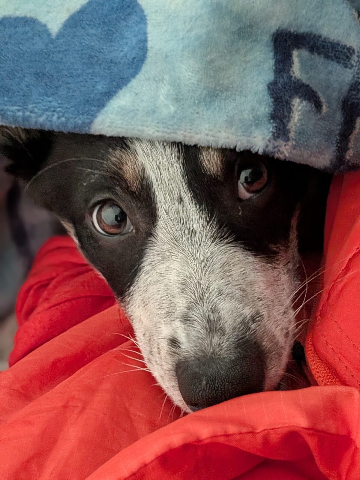Close-up of River peeking out from a cosy blanket