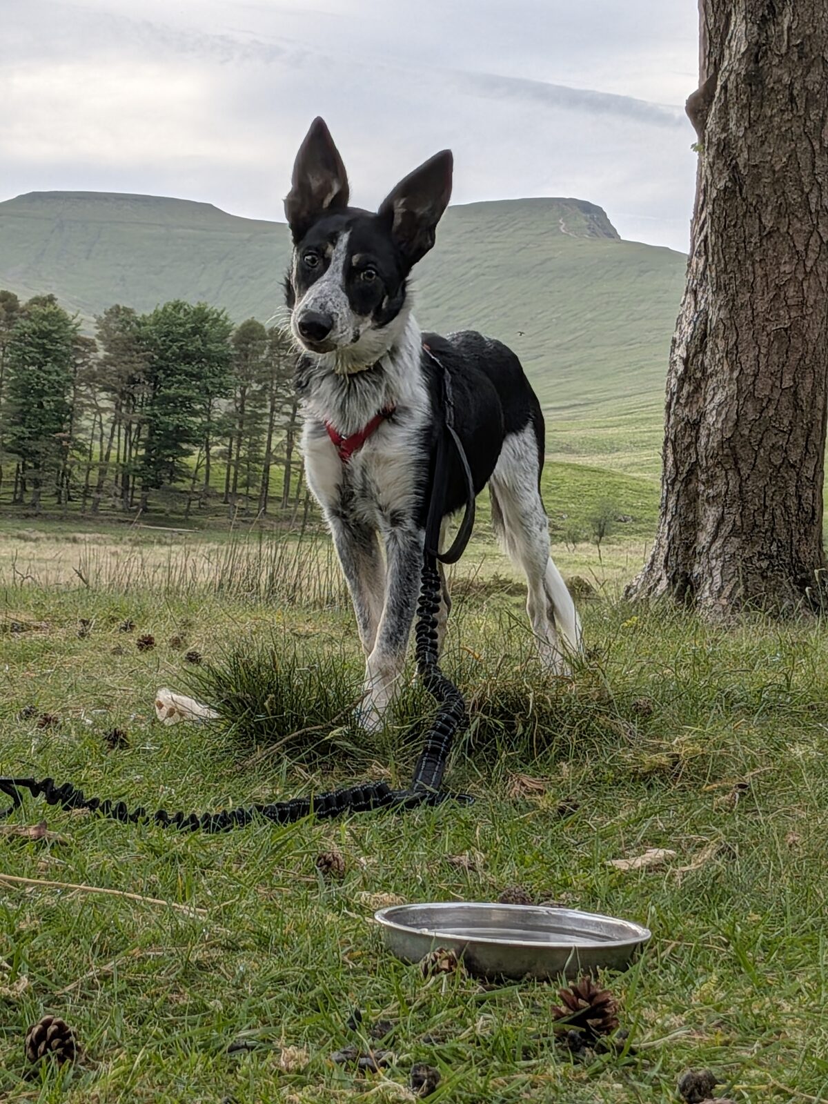 River the border collie on a grassy hillside with mountains behind