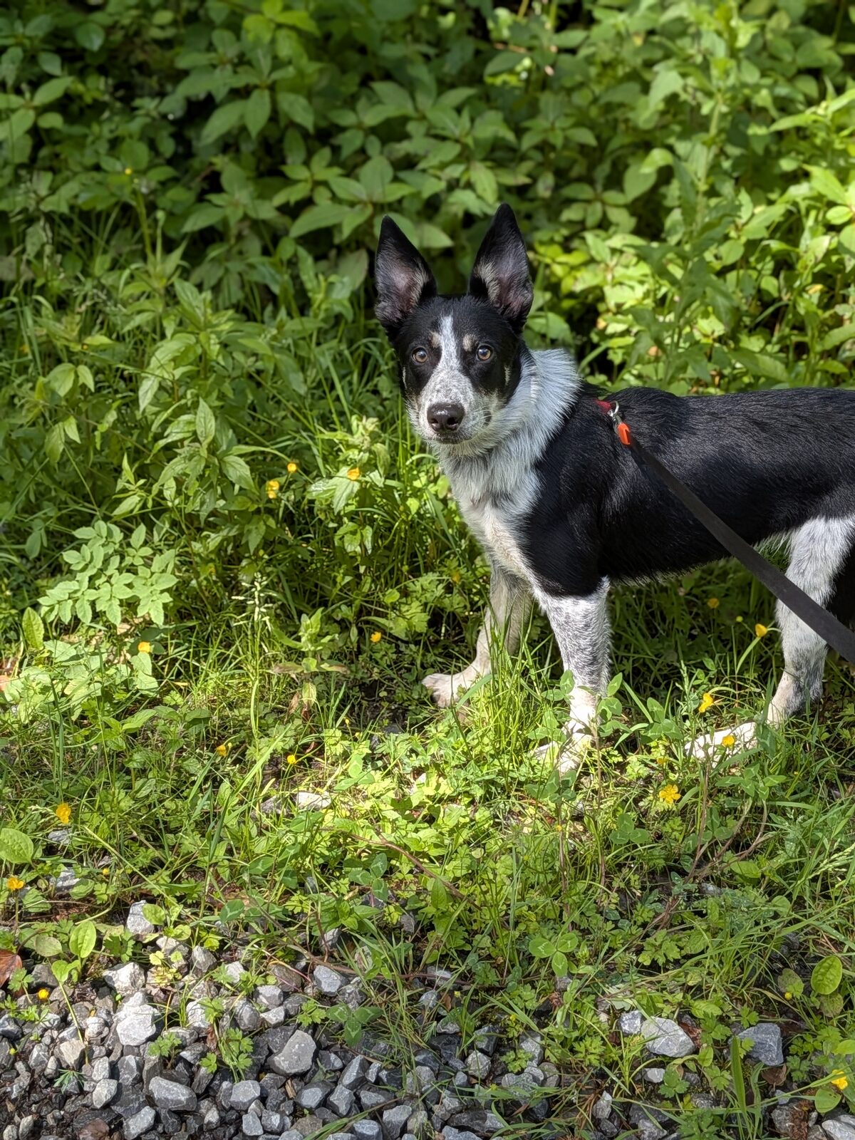 River the border collie standing in wildflowers
