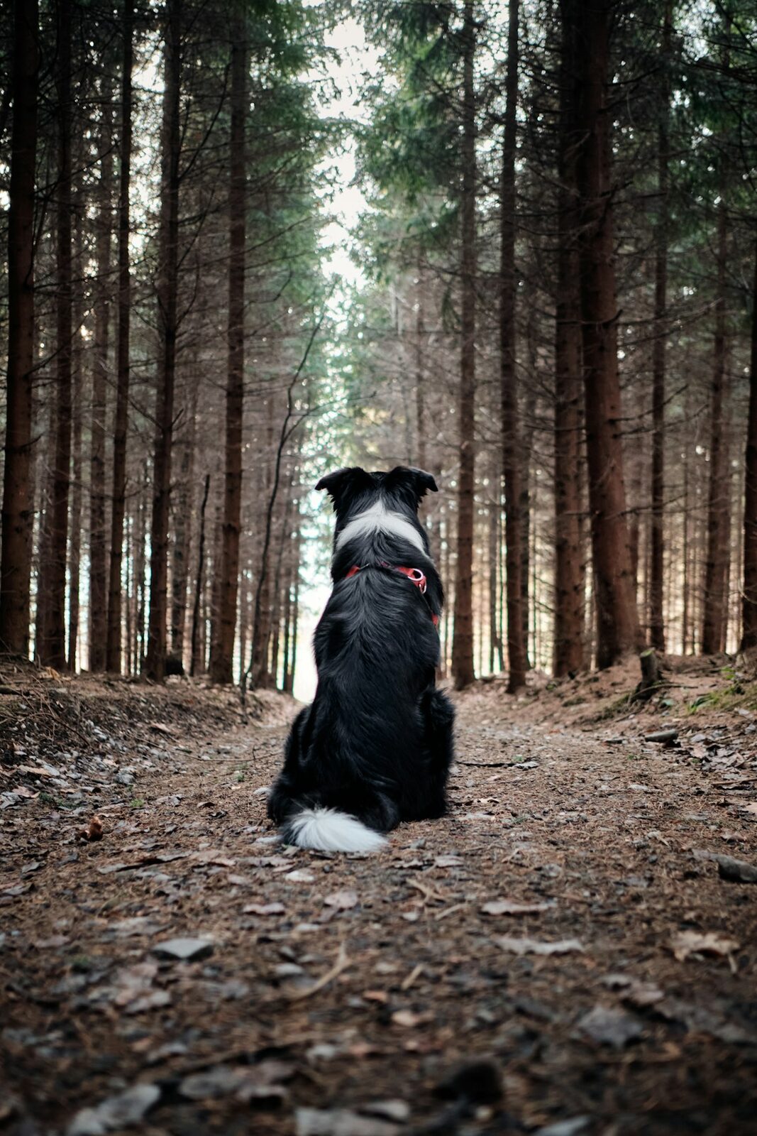 Oak Hollow Shade Walk