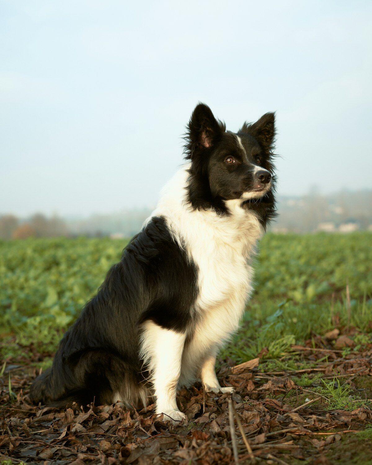 River's Favourite Field